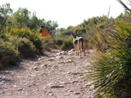 Shila mit Frauchen am Weg