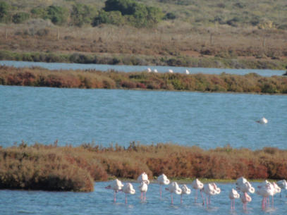 Flamingos Cabo de Gata