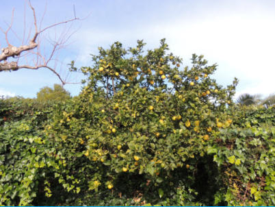Zitronenbaum  am 30.12.2013
