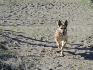 Shila kommt vom Strand